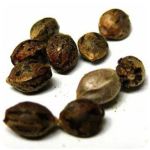 Семена марихуаны АК-47  (Seeds AK-47) в Нахабино